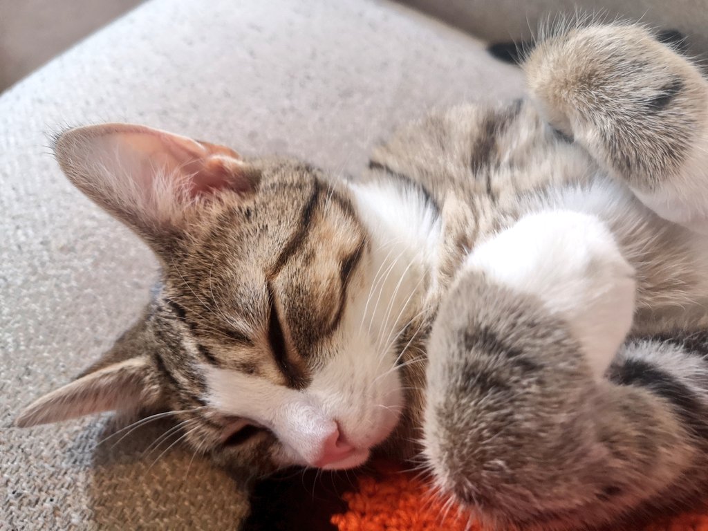 Dad has enough time to translate my latest Important statement....

😴💤💤💤💤