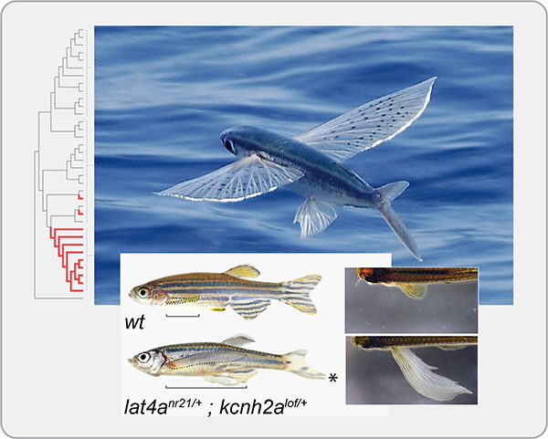 ‘How like thy wing's impatient zeal // Is the pure soul, that rests not, pent // Within this world's gross element’ T. Moore 1806. Intersection of phylogenomics and forward genetics to identify genetics of the evolution of flight in fishes.  doi.org/10.1101/2021.0…