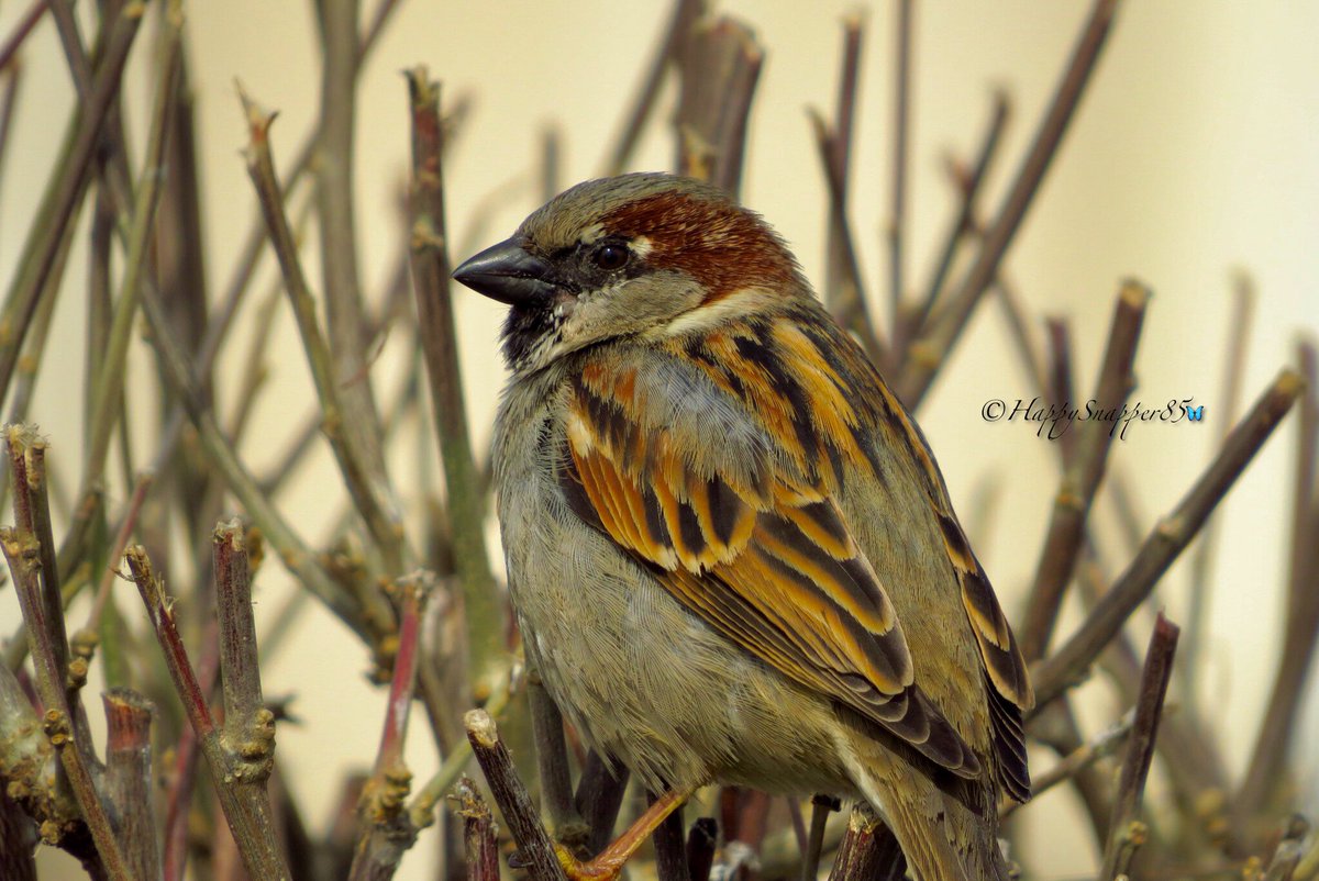 For all the Sparrow lovers out there (like me) 🐦 #birdphotography #sparrow #TwitterNatureCommunity #bird https://t.co/OH0AiYTGAV