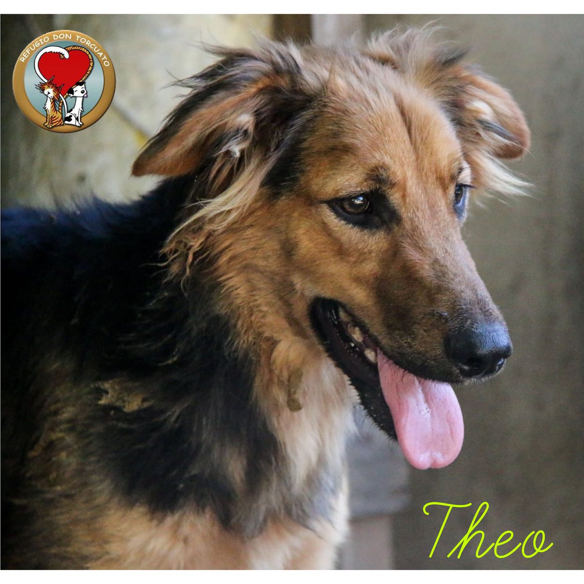 THEO en adopción ❤️🐾 
➡️ 3 años
➡️ 20 kilos
➡️ Se lleva bien con machos y hembras
➡️ dulce y afectuoso 😍
✍️ info@refugiodontorcuato.com

#EnAdopción #refugiodontorcuato #perroenadopcion #AdoptaNoCompres #adoptaconelcorazon #perrosinhogar