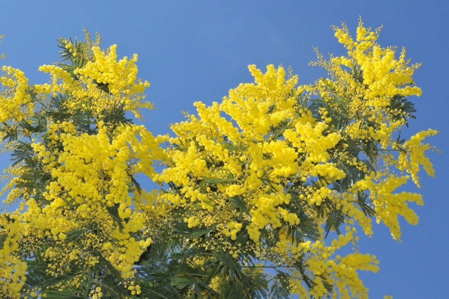 Pink Mojito tweet media