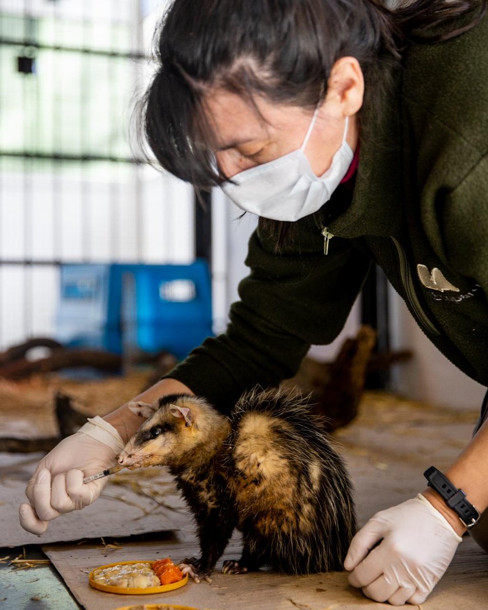 Las mujeres que trabajan en el Ecoparque son una parte indispensable para que nuestro proceso de transformación siga avanzando. Nuestro reconocimiento a todo su esfuerzo, compromiso y dedicación.

#DiaDeLaMujer2021 #DíaDeLaMujer