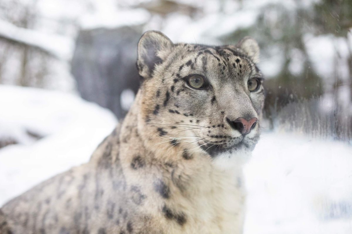 Uzivatel My Suomi Oy Na Twitteru ユキヒョウは本当に雪が大好きなんですよ そうそう あと可愛らしいレッサーパンダもいるのです Image Korkeasaari マイスオミ フィンランド 北欧 Korkeasaari 動物 コルケアサーリ かわいい 動物園 ユキヒョウ