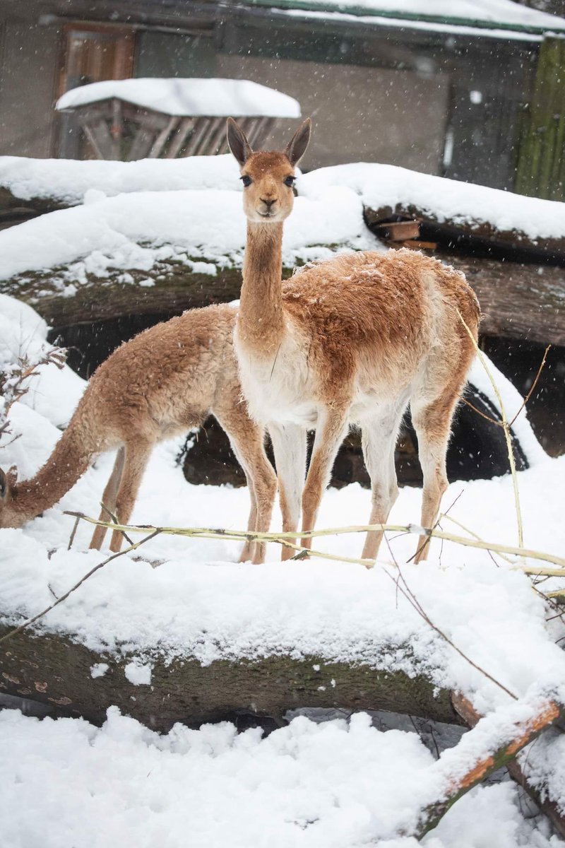 Uzivatel My Suomi Oy Na Twitteru ユキヒョウは本当に雪が大好きなんですよ そうそう あと可愛らしいレッサーパンダもいるのです Image Korkeasaari マイスオミ フィンランド 北欧 Korkeasaari 動物 コルケアサーリ かわいい 動物園 ユキヒョウ