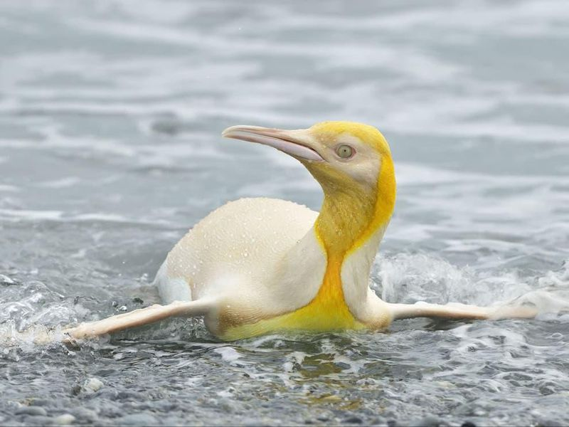 janewyx's tweet photo. King Penguin Captivates the World with its Rare Dandelion Colored Plumage https://t.co/BFvMGe1II8 https://t.co/jFcAOKHGHJ