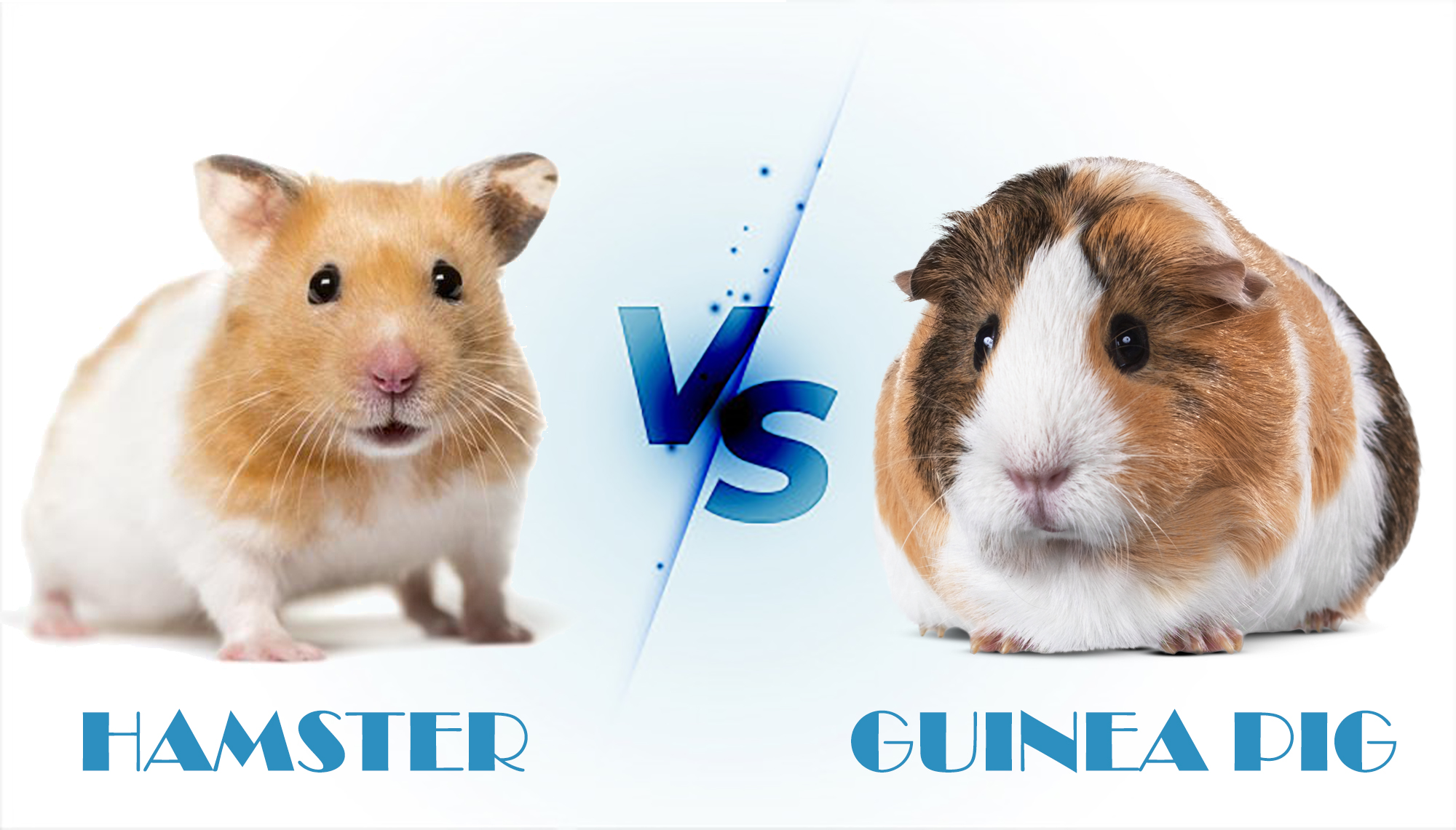 Hamsters vs Guinea Pigs: Which One Is Best for You?