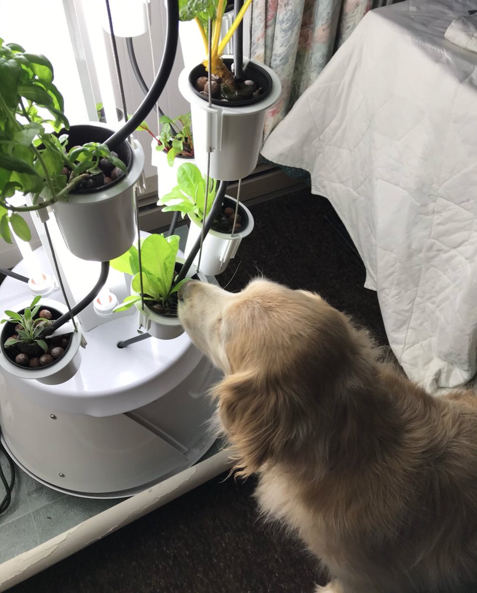 Much smell, very protect 🐶 The gardians of the #Nutritower #dogs