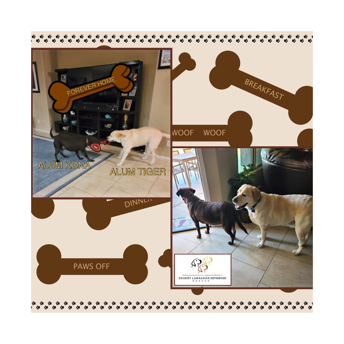 DLRR's tweet photo. Tiger is at home! Tiger (5) has been adopted and now has DLRR alum, Kona, for a brother and a tug-of-war playmate. This 7 year old Lab loves to play and due to being deaf, Tiger has learned sign language for the basic commands he knows. Have fun Kona and Tiger!
#dlrr https://t.co/UoGD4vrNCi