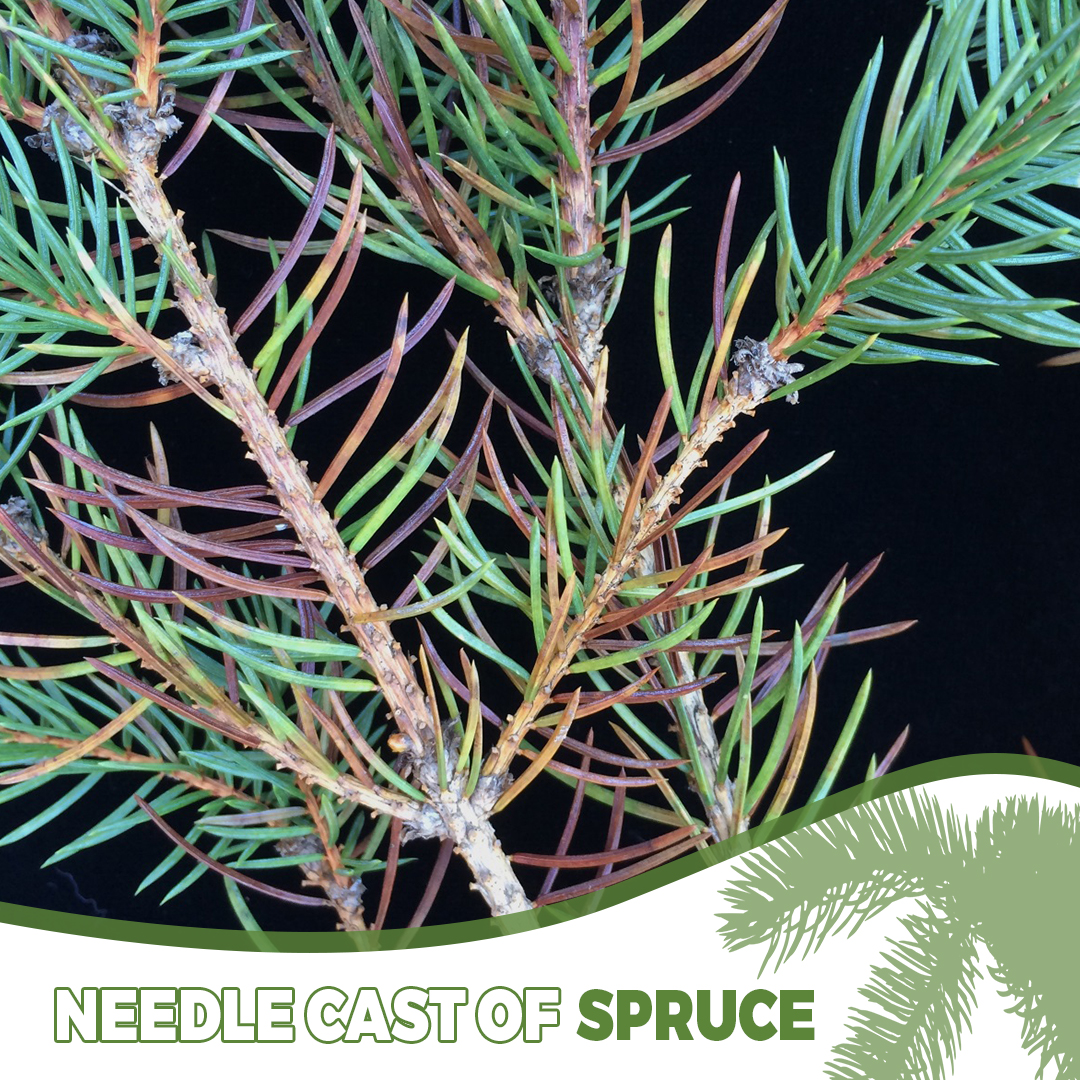 treedoctorsca's tweet photo. Rhizosphaera needle cast is caused by the fungus Rhizosphaera kalkhoffii and mostly occurs on spruces that are not being grown in their native habitat. The noticeable symptoms of needle cast is a browning and loss of the innermost needles on the lower branches of spruce trees... https://t.co/Yzsg3ONHeY
