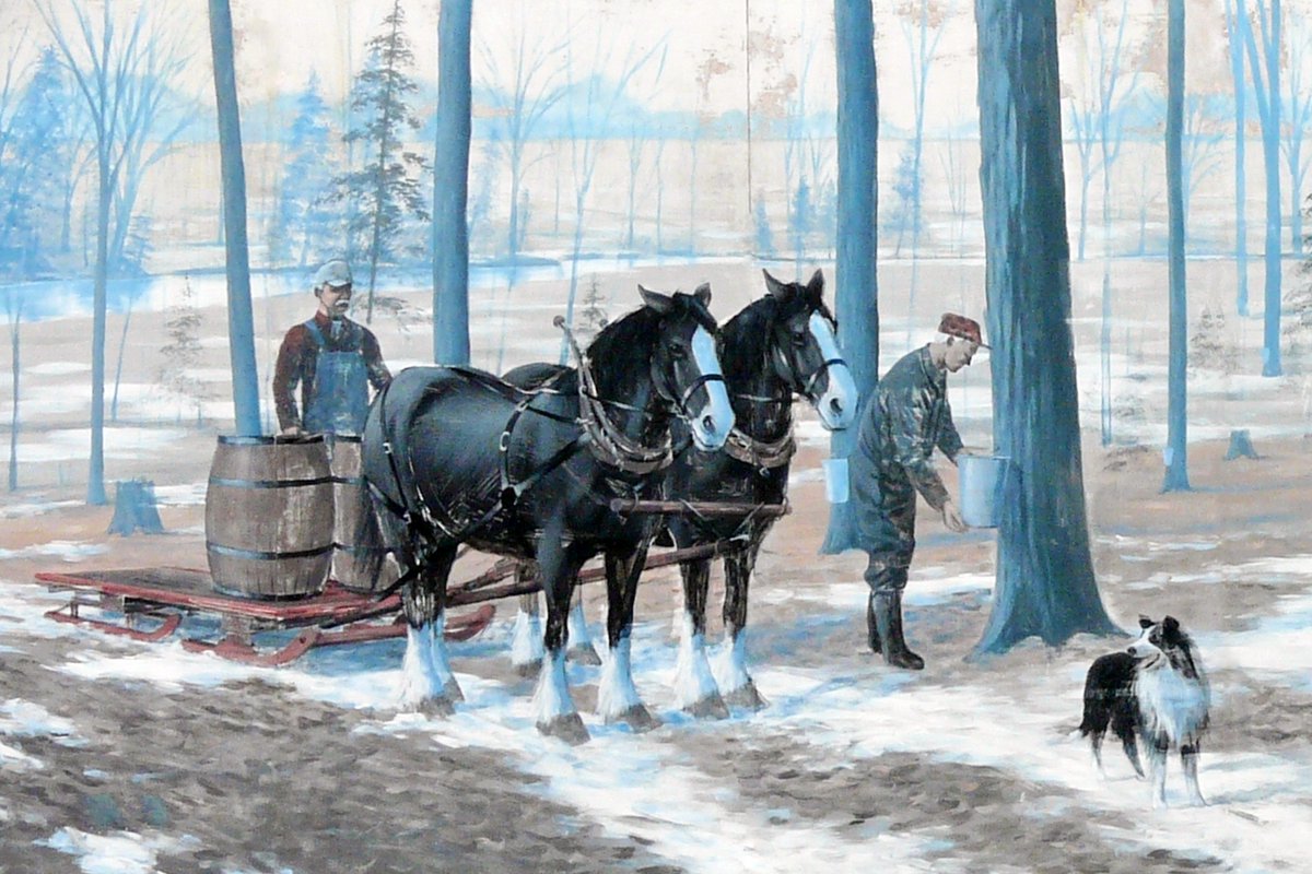 Soon it will be time for maple syrup. Have you tried our maple black tea?