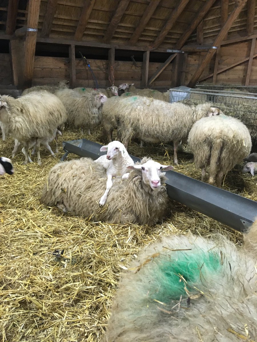 MIJN MAMMA !!!!                                #schaapskuddeloenermark .  ⁦<a href="/glk/">GLK&</a>⁩