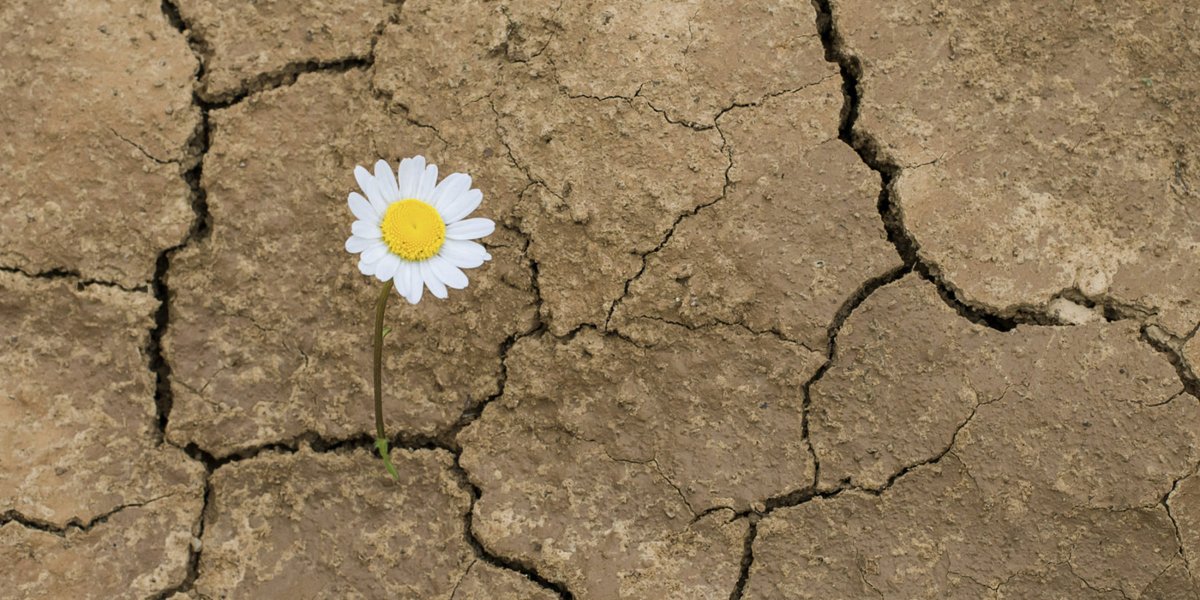 MujerPa's tweet photo. Cómo la resiliencia puede transformar el caos pandémico en fortaleza. #resilience #resiliencia #saludmental #bienestar #pandemia #Psicologia @Psych_Life1
https://t.co/gE8uXVA6fK https://t.co/X3zASD6OXi