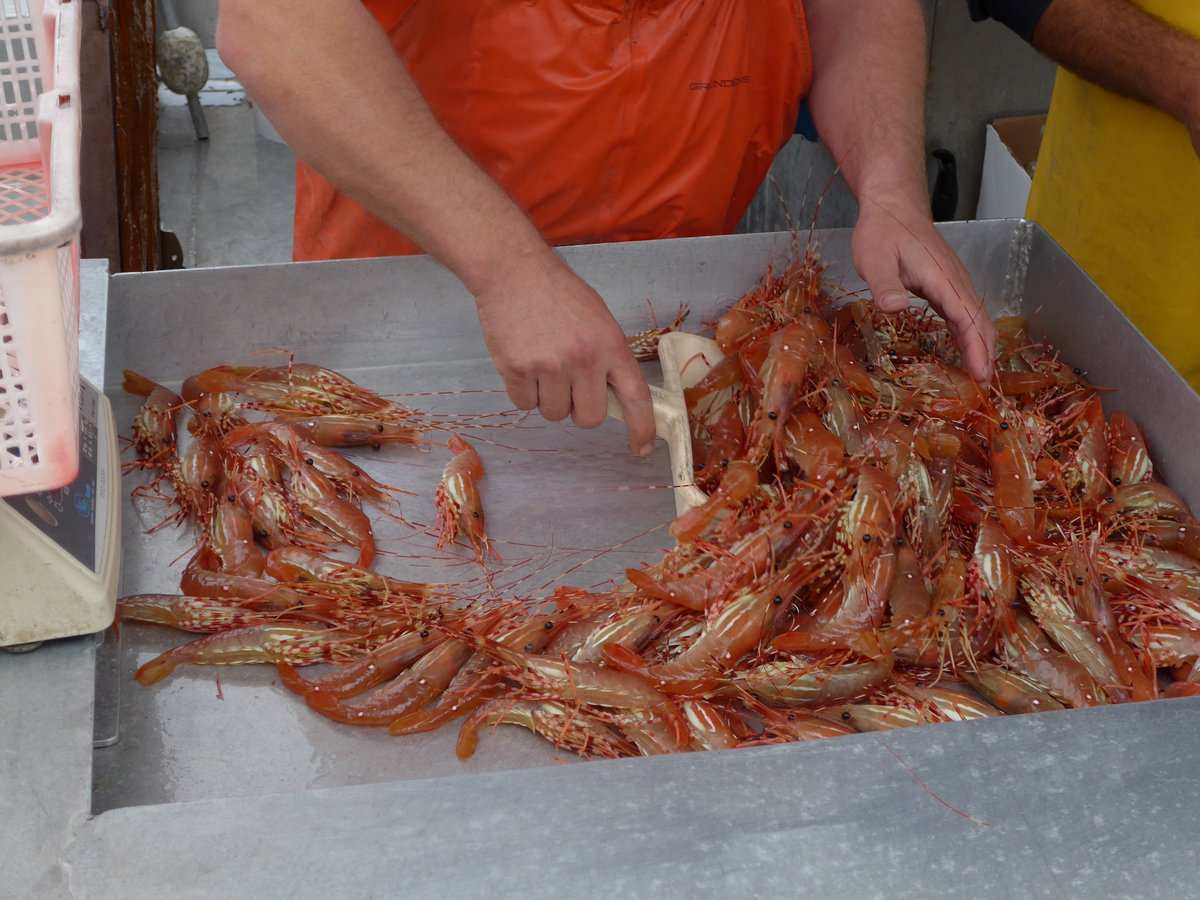 Spot Prawn Festival Planning is beginning for 2021 this week🎉🎉🎉🎉

Yes, it is all with COVID-19 in mind so will be different than previous years. 
#CTSBelong #SpotPrawnFest2021