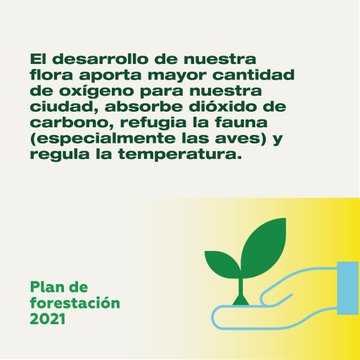 AmbienteLomas's tweet photo. A través del plan de forestación continuamos trabajando por un @municipioldez más verde, con más biodiversidad y en armonía con el planeta. 🌳🌱🍃 https://t.co/8XwpHy2SFS
