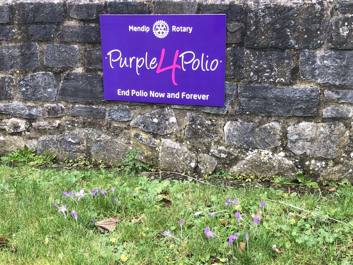RotaryMendip's tweet photo. New life is growing as our purple crocus demonstrate. Thanks to the effort of Rotary there are 19 million children walking who would not otherwise be, thanks to the Rotary End Polio Now Campaign. @District1200 @RotaryGBI https://t.co/WDEawMbS73