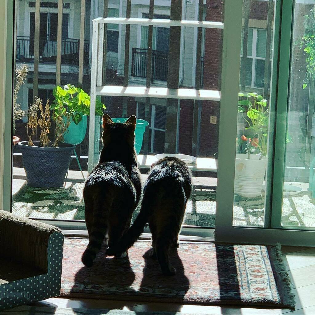 tinabgibby's tweet image. They haven’t smelled the outside in weeks. Nice to have the windows open. #almostspringtime🌷🐝☀️ #catsofinstagram #nachokitty #beansthecat instagr.am/p/CLrdXjQh3TV/