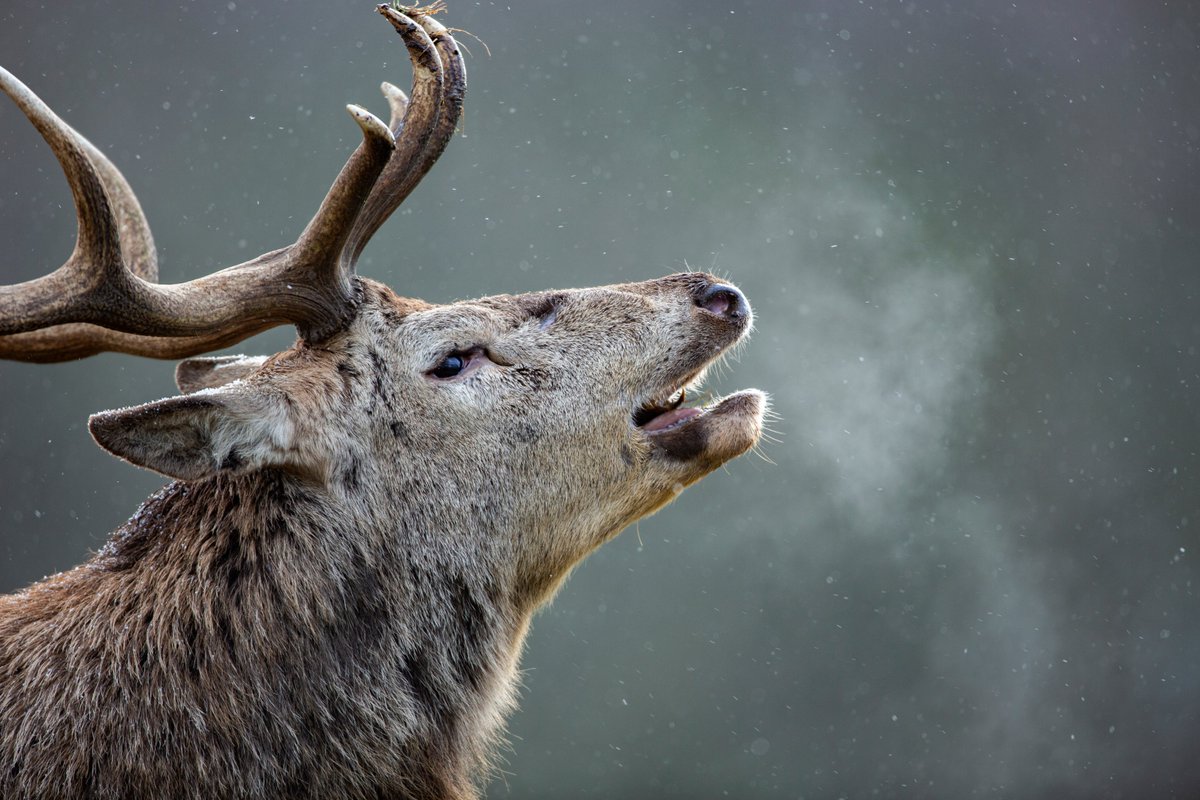 benandrewphotos's tweet photo. Some Red Deer photos from the recent snowy weather! https://t.co/cHtzOnWhzG