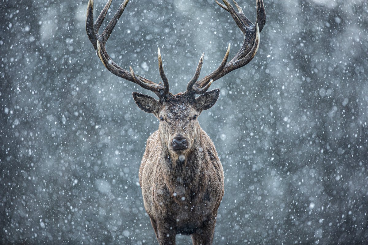 benandrewphotos's tweet photo. Some Red Deer photos from the recent snowy weather! https://t.co/cHtzOnWhzG