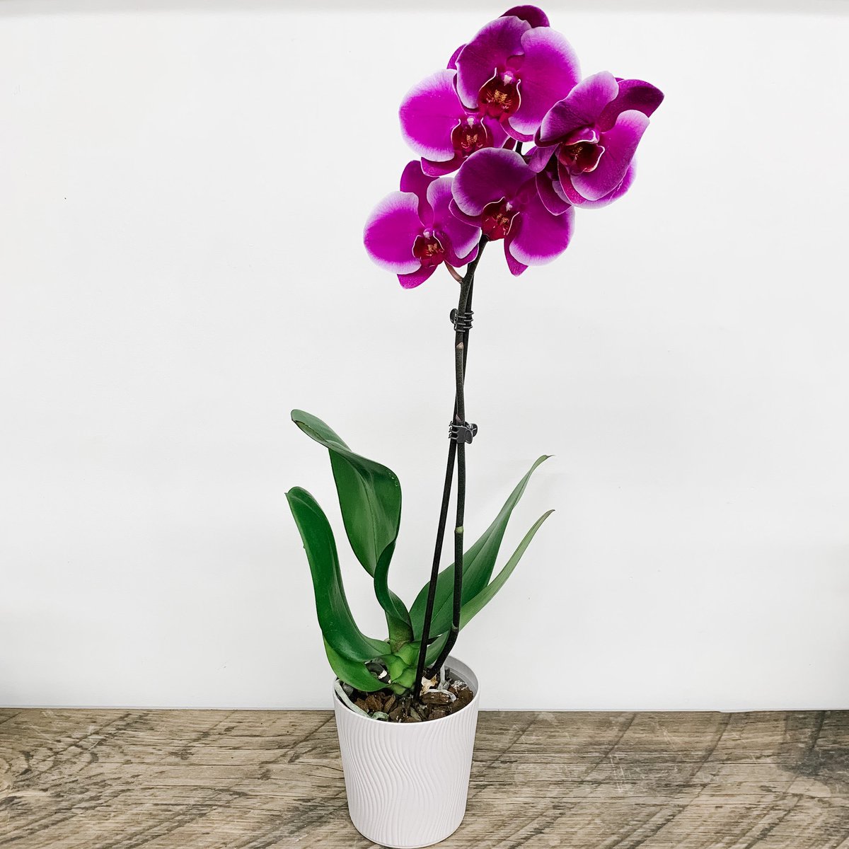 CarmanGift's tweet photo. Come check out our new Orchids! Available in store or online. https://t.co/oBzS44gCLF https://t.co/l46z1e3yMQ