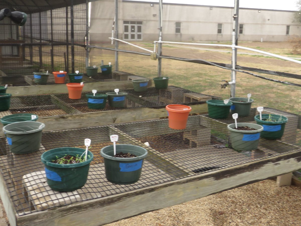RHHS_Champs's tweet photo. Our #Garden survived the #GreatFreeze of 2021 #WeAreRioHondo #WeAreRHHS @RHHS_Bobcats @ACardenas001 @CoachBlue2 https://t.co/tcsNCGQuzf