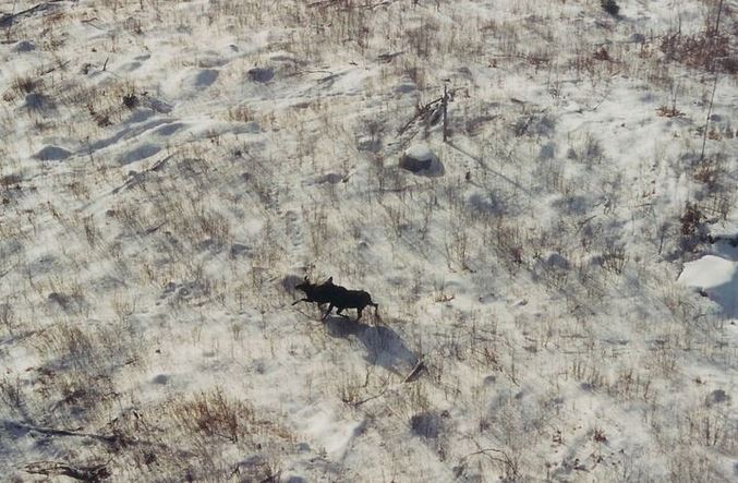 NH Fish &amp; Game biologists are conducting a survey this March of the impact of winter ticks on moose in northern NH. If you have encountered multiple moose north of US Route 2 this Feb, please henry.jones@wildlife.nh.gov with the location (GPS coords in UMT is best). Thank you.