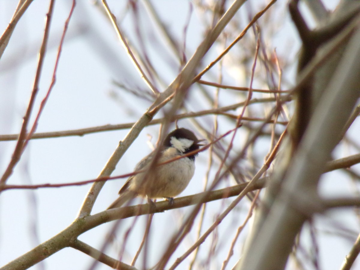 benjaminbiol's tweet image. Wee coal tit singing its heart out in Princes park 🐦