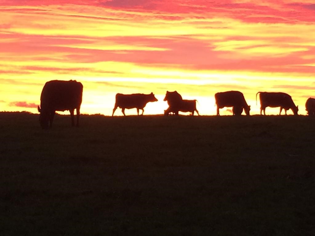 Opportunity for a Dairy Assistant role at Dourie Farming Company Ltd.