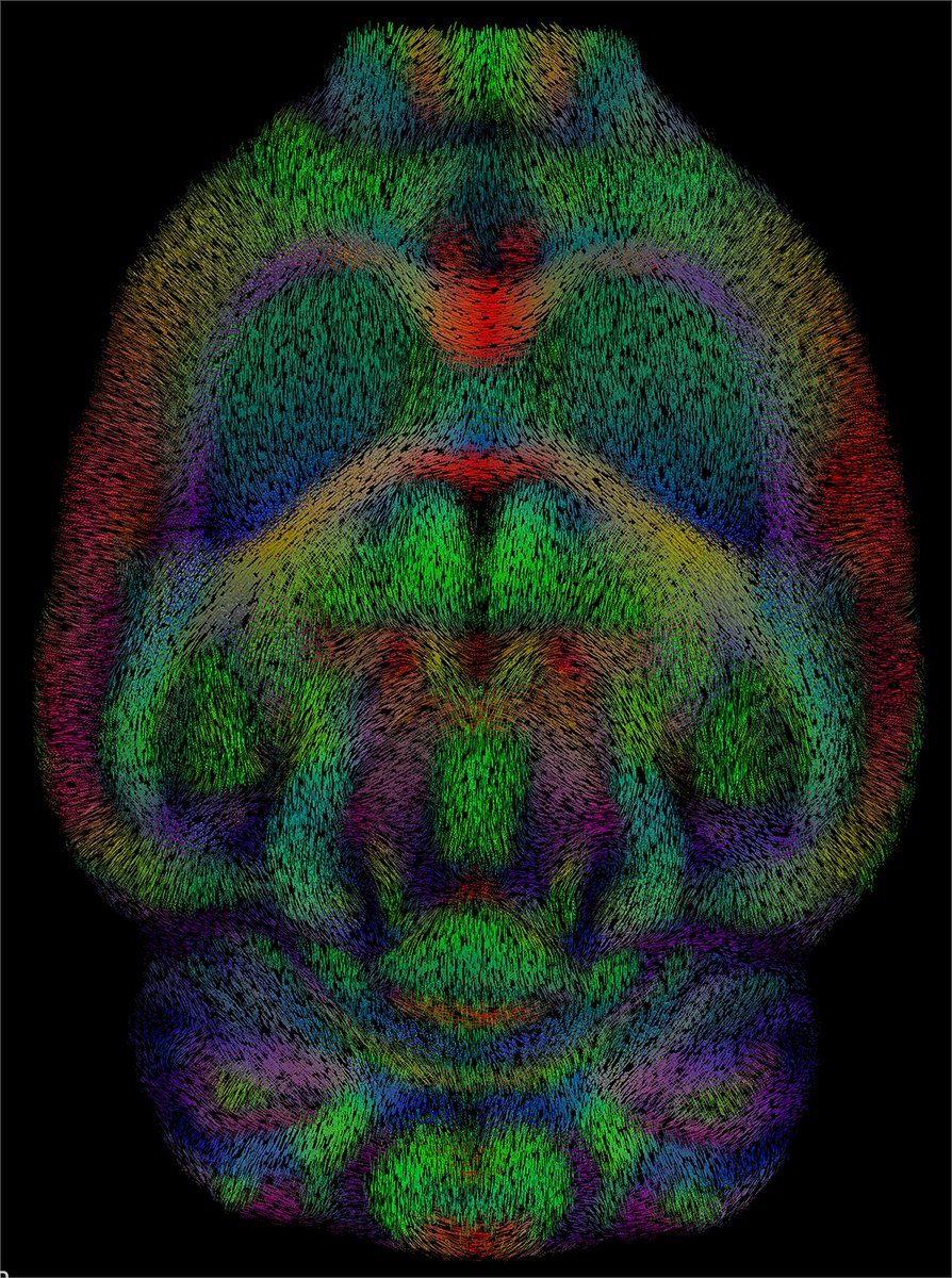 Chan Zuckerberg Initiative (@chanzuckerberg) on Twitter photo Art 🎨, science 🧪 or both? This 3D visualization of a 🐀 brain is a composite of many individual rats, created using diffusion MRI.
📷 by <a href="/CZIScience/">CZI Science</a> grantee Ryan Cabeen #ScienceAsArt #ImagingTheFuture Art 🎨, science 🧪 or both? This 3D visualization of a 🐀 brain is a composite of many individual rats, created using diffusion MRI.
📷 by <a href="/CZIScience/">CZI Science</a> grantee Ryan Cabeen #ScienceAsArt #ImagingTheFuture