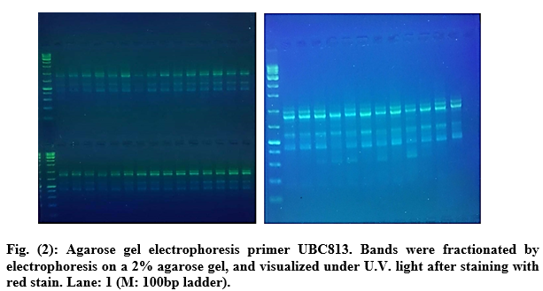 The Determination of the Genetic Distance of Various Snake Melon Cucumis melo var. flexuosus Cultivars Using Inter Simple Sequence Repeat Technique (ISSR) | Basrah J. Agric. Sci. bjas.bajas.edu.iq/index.php/bjas…