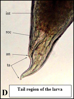Morphology and Molecular Studies of Contracaecum Larvae (Nematoda: Anisakidae) in Some Fish species from Sulaimani Province, Kurdistan Region, Iraq | Basrah J. Agric. Sci. bjas.bajas.edu.iq/index.php/bjas…