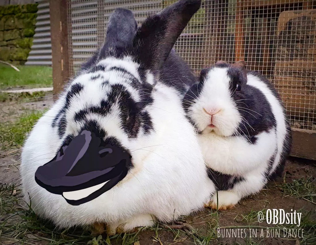 obdsity's tweet photo. I once told a friend Turbo's markings make him look like a duck 🤣 They didn't see it so I painted over some of his photos to show what I meant 😂
Turbo obviously disapproves 🥴
#WackyWednesday https://t.co/un87cXMTdh