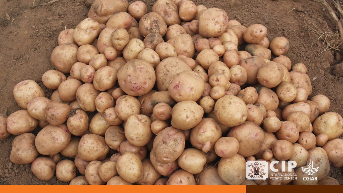International Potato Center tweet media