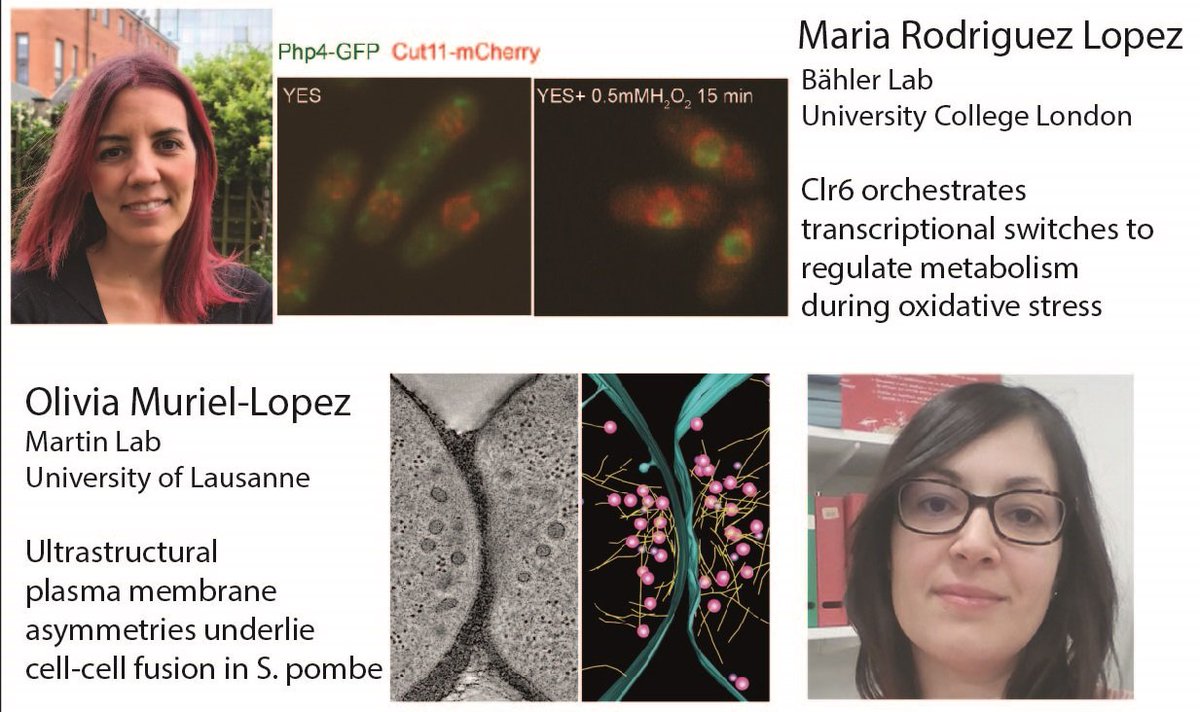 Veneta G (@venetag1) on Twitter photo Next week! #pombeTalks are back, babyyyy ! Join us on 3rd March 17h CET for our first 2021 session 🎉With talks from Maria Rodriguez Lopez , Bähler Lab <a href="/ucl/">UCL</a> and Olivia Lopez, <a href="/SophieMartinLab/">Sophie G Martin</a> <a href="/unil/">Université de Lausanne</a> <a href="/PombeSlack/">PombeSlack</a> <a href="/Dey_Gautam/">Gautam Dey</a> <a href="/mpswaffer/">Matthew Swaffer</a> <a href="/ScotchCurran/">Scott Curran</a> #pombe Next week! #pombeTalks are back, babyyyy ! Join us on 3rd March 17h CET for our first 2021 session 🎉With talks from Maria Rodriguez Lopez , Bähler Lab <a href="/ucl/">UCL</a> and Olivia Lopez, <a href="/SophieMartinLab/">Sophie G Martin</a> <a href="/unil/">Université de Lausanne</a> <a href="/PombeSlack/">PombeSlack</a> <a href="/Dey_Gautam/">Gautam Dey</a> <a href="/mpswaffer/">Matthew Swaffer</a> <a href="/ScotchCurran/">Scott Curran</a> #pombe