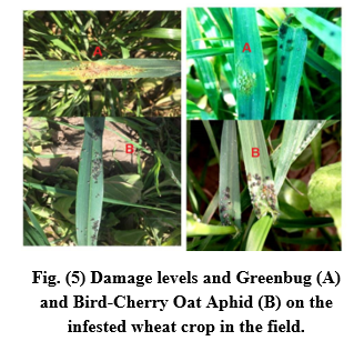 Responses of Local Wheat Varieties to Greenbug Schizaphus graminum and Bird-Cherry Oat Aphid Rhopalosiphum padi Infestation | Basrah J. Agric. Sci. bjas.bajas.edu.iq/index.php/bjas…