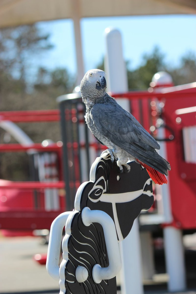 RescueRanchNC's tweet photo. It’s a beautiful day to play on our playground! ☀️

$3/child

Open until 3:30pm! https://t.co/NQ3fekhGcD