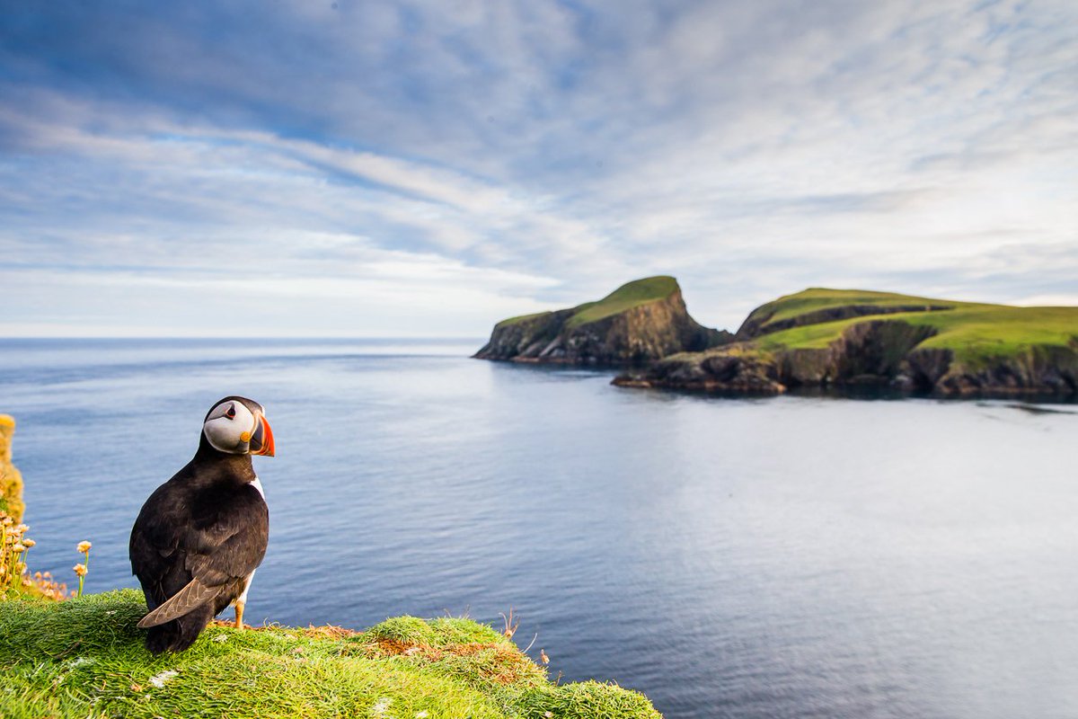 Puffin Championships - Round 3 (Habitat)
Today's selection is puffins in their environment. Once again pick your favorite (1-4) to advance to this weekend's final. Thanks so much to everyone who's taken part so far ππ https://t.co/CCwkjkZp2s