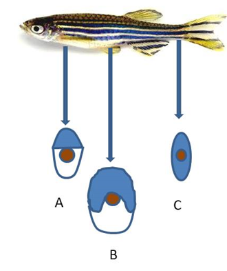 Localization, Distribution and Structure of Muscle Fibres Using Specific Antibody Markers in the zebrafish, Danio rerio (Hamilton, 1822) | Basrah J. Agric. Sci. bjas.bajas.edu.iq/index.php/bjas…