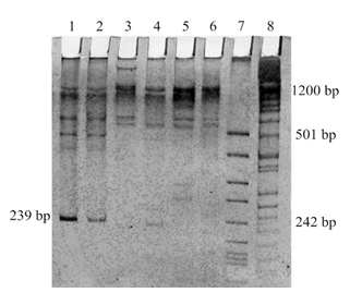 Polymorphism of LEP and TNF-α Genes in the Dairy Cattle Populations of Ukrainian Selection | Basrah J. Agric. Sci. bjas.bajas.edu.iq/index.php/bjas…
