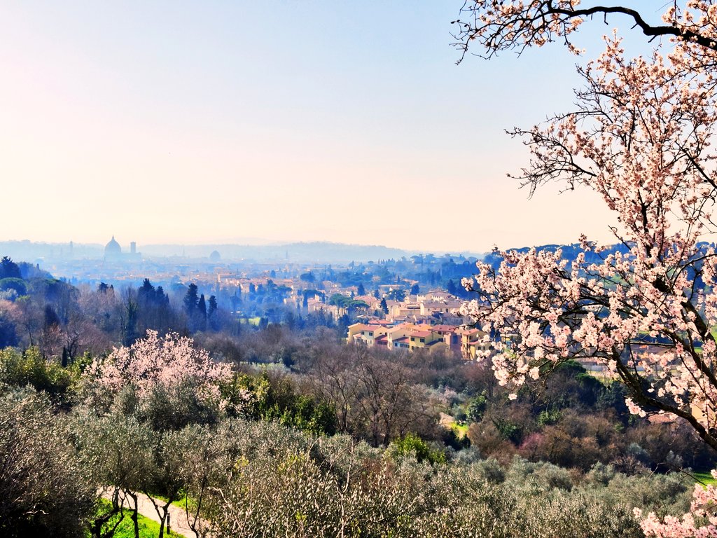 Now it is beginning to look a lot like #spring in #Florence: the #sakura 桜 (cherry blossom) 🌸 is on full bloom at @EuropeanUni. In #Japan this bloom of sakura is an enduring metaphor for the ephemeral nature of life. Photo overlooking #EUI flats and the city, #duomo. @STGEUI 🇮🇹