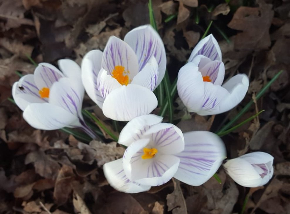 EternPoetry's tweet photo. Spring brings a new Beginning.🌸🌼🌺
The sun is Shining with Rain ☀️🌦️☀️
The rain falls in the Sun.🌞🌧️🌞
Sweet spring is your Dream💙🦋💙
This time my time is Ours.🦋☀️🦋
#Poem
#SpringCame https://t.co/OsEHPwbF11