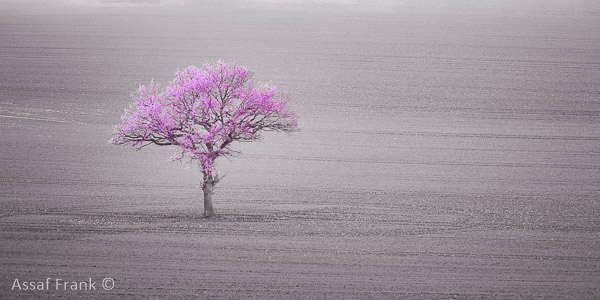 AssafFrank's tweet image. Solitary tree in a field - mailchi.mp/c3b53a425b23/s…
A photography dream to find a solitary tree in a field.
#solitary #singletree #photography