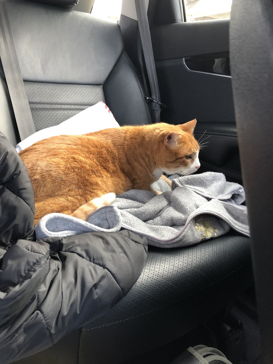 BobTheNinjaCat's tweet photo. Our heart ultrasound is on Friday! ❤️🤞🏻
But today he had to go in for his rabies vaccination and he’s not feeling the love. Poor Bob 😢❤️ https://t.co/fWQJtMpfhU