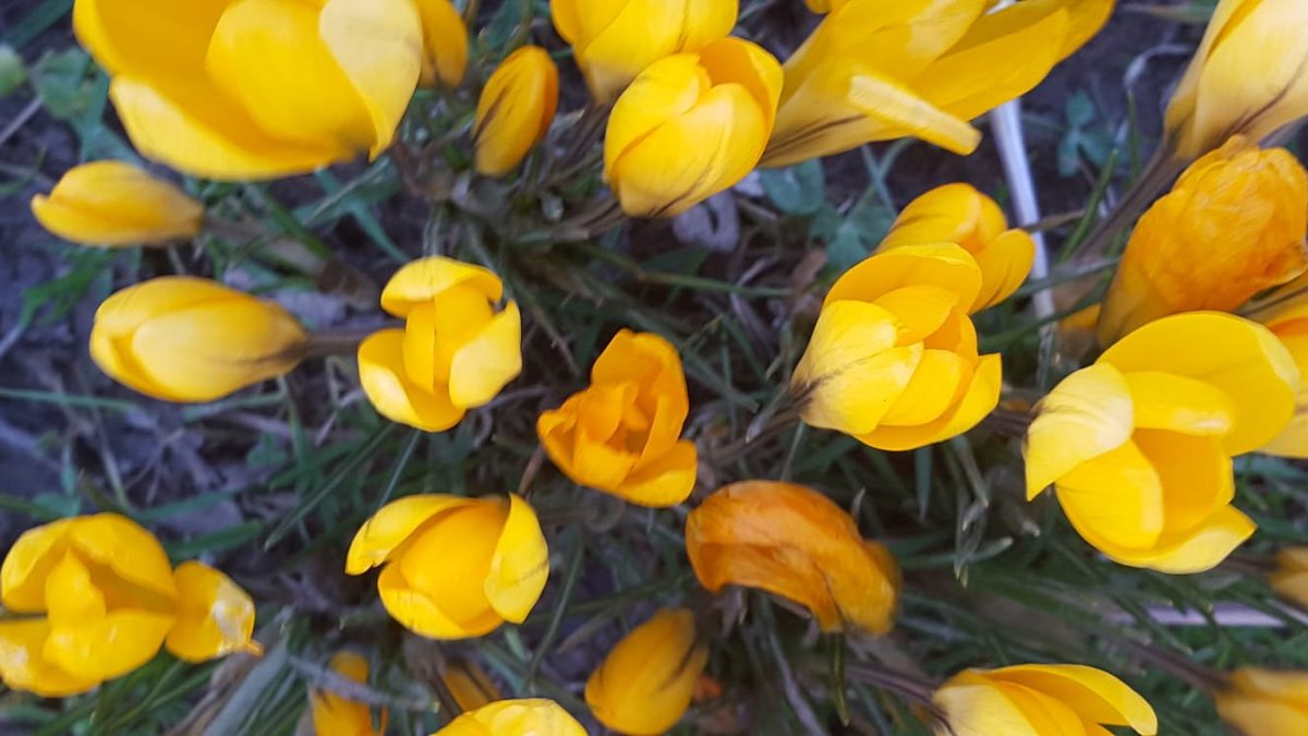 EternPoetry's tweet photo. Spring brings a new Beginning.🌸🌼🌺
The sun is Shining with Rain ☀️🌦️☀️
The rain falls in the Sun.🌞🌧️🌞
Sweet spring is your Dream💙🦋💙
This time my time is Ours.🦋☀️🦋
#Poem
#SpringCame https://t.co/OsEHPwbF11