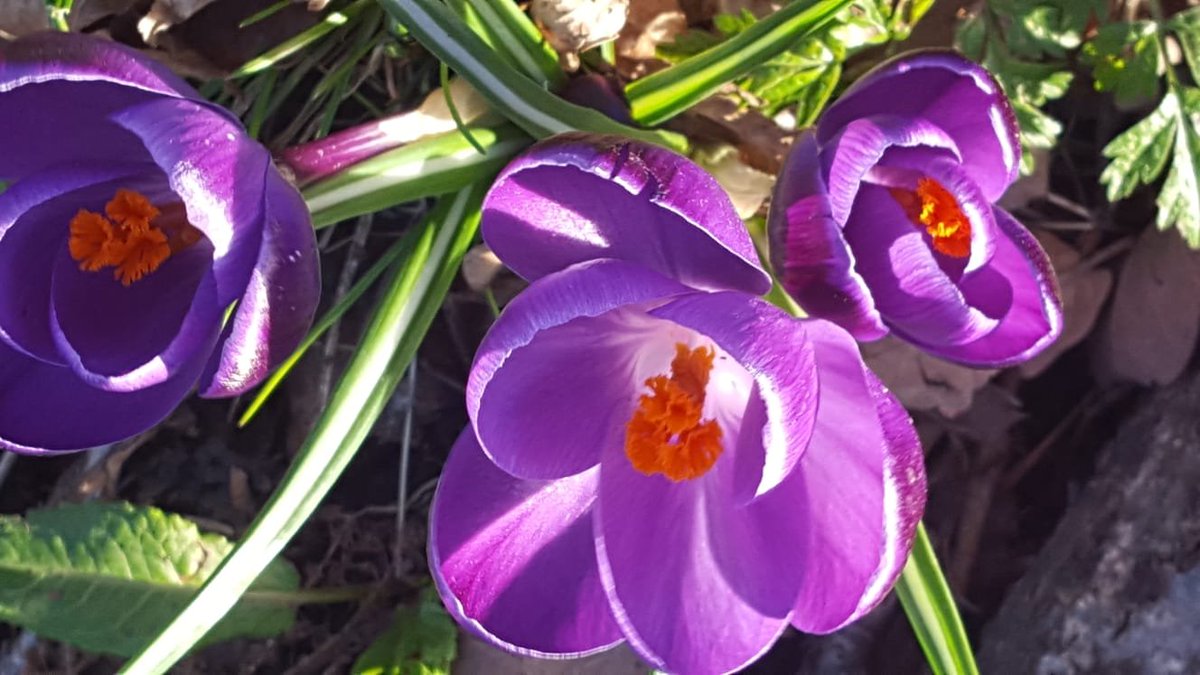 EternPoetry's tweet photo. Spring brings a new Beginning.🌸🌼🌺
The sun is Shining with Rain ☀️🌦️☀️
The rain falls in the Sun.🌞🌧️🌞
Sweet spring is your Dream💙🦋💙
This time my time is Ours.🦋☀️🦋
#Poem
#SpringCame https://t.co/OsEHPwbF11