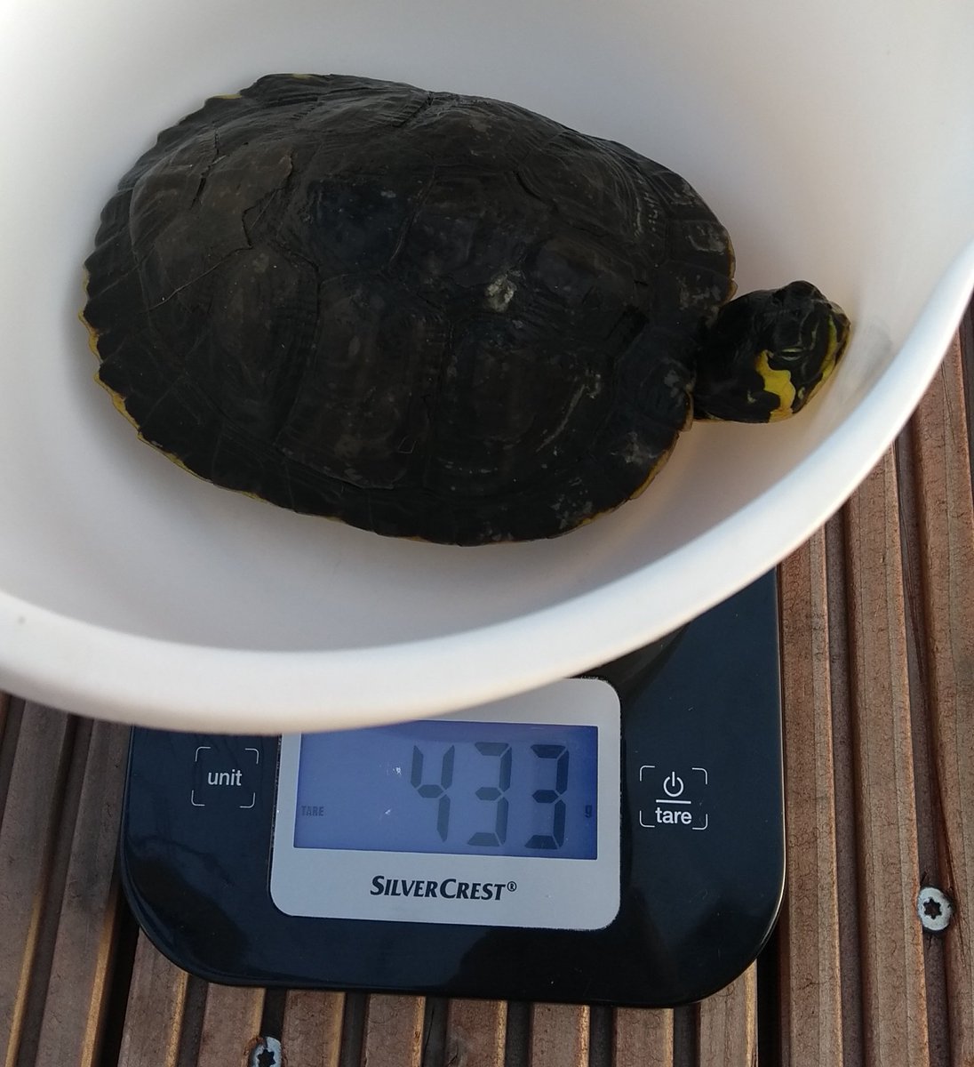 c3_toc's tweet image. Frühjahr-Check ✔️
TÜV Plakette erhalten ✔️