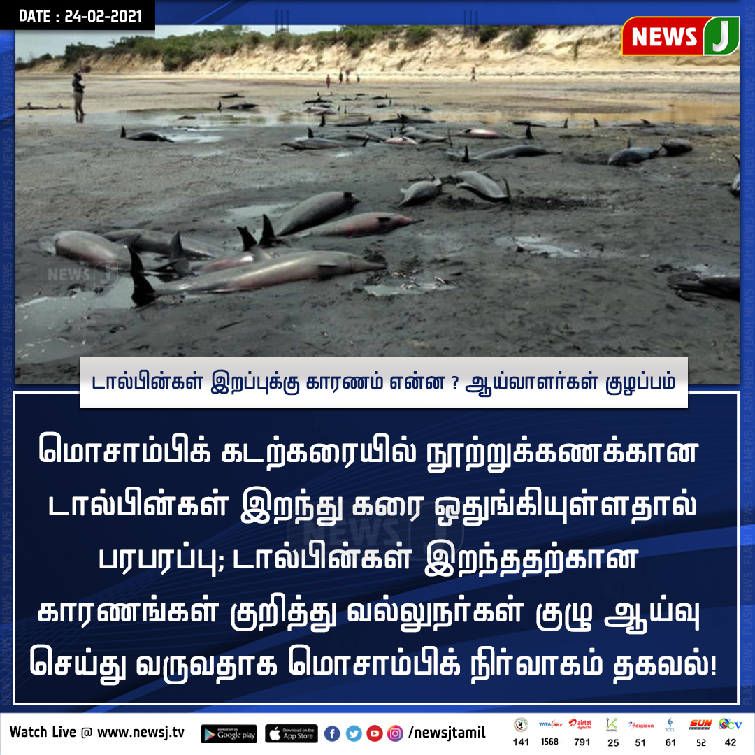 NewsJTamil's tweet photo. மொசாம்பிக் கடற்கரையில் நூற்றுக்கணக்கான டால்பின்கள் இறந்து கரை ஒதுங்கியுள்ளதால் பரபரப்பு!
#NewsJ #MozambiqueBeach #DeadDolphins #BazarutoIsland #CycloneGuambe https://t.co/VtA7EPc3w0