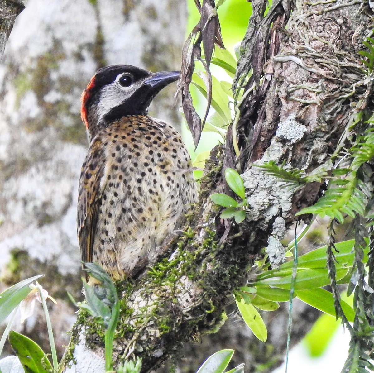 YantzaFarm's tweet photo. Fauna: Green-barred woodpecker (Colaptes melanochloros) #bird #permatree #ecuador #woodpecker #wildlife #zamorachinchipe #birdingphotography #birdsofecuador #birding https://t.co/w2IcThn2pT