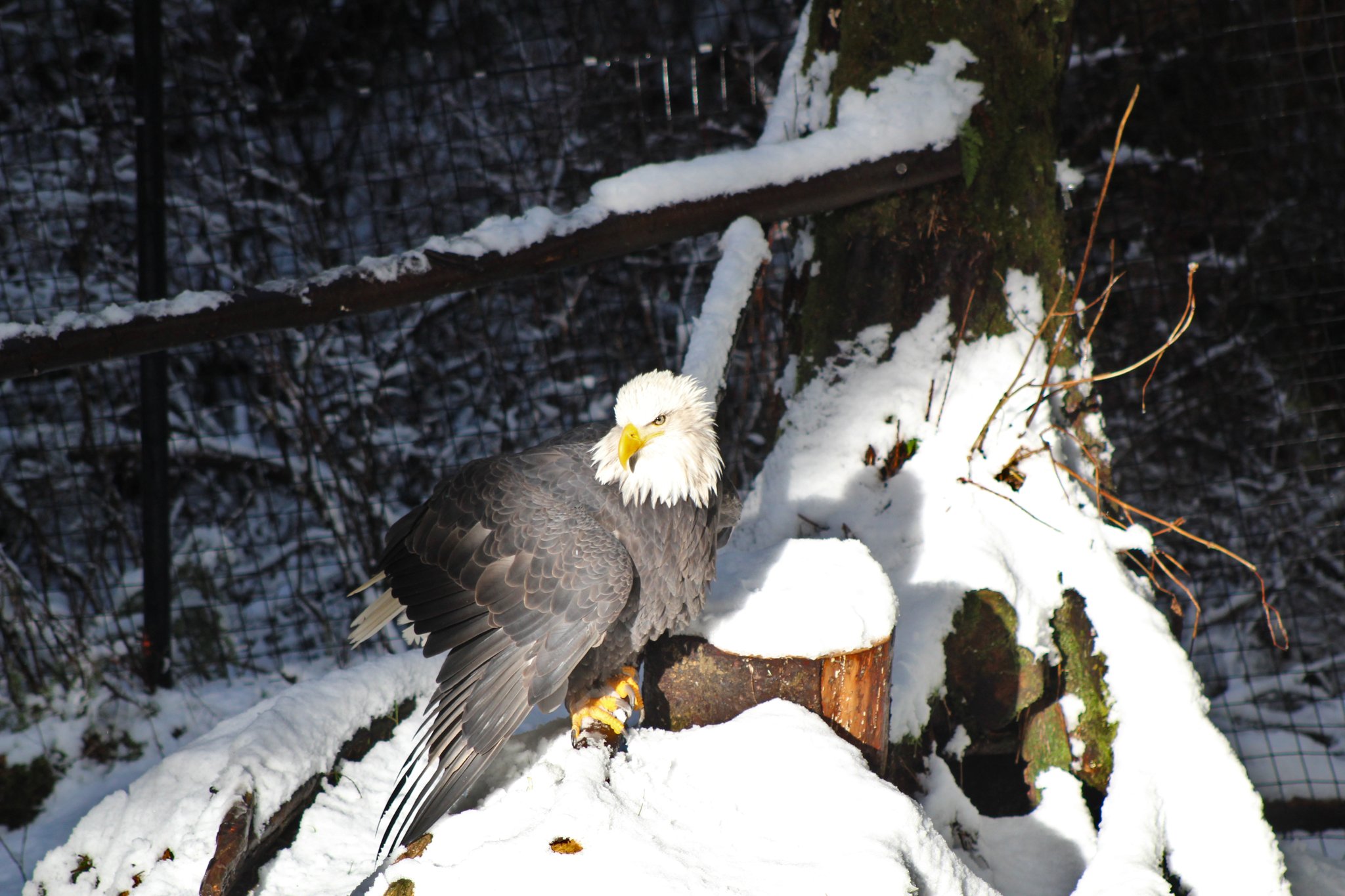 Alaska Raptor Center on Twitter: