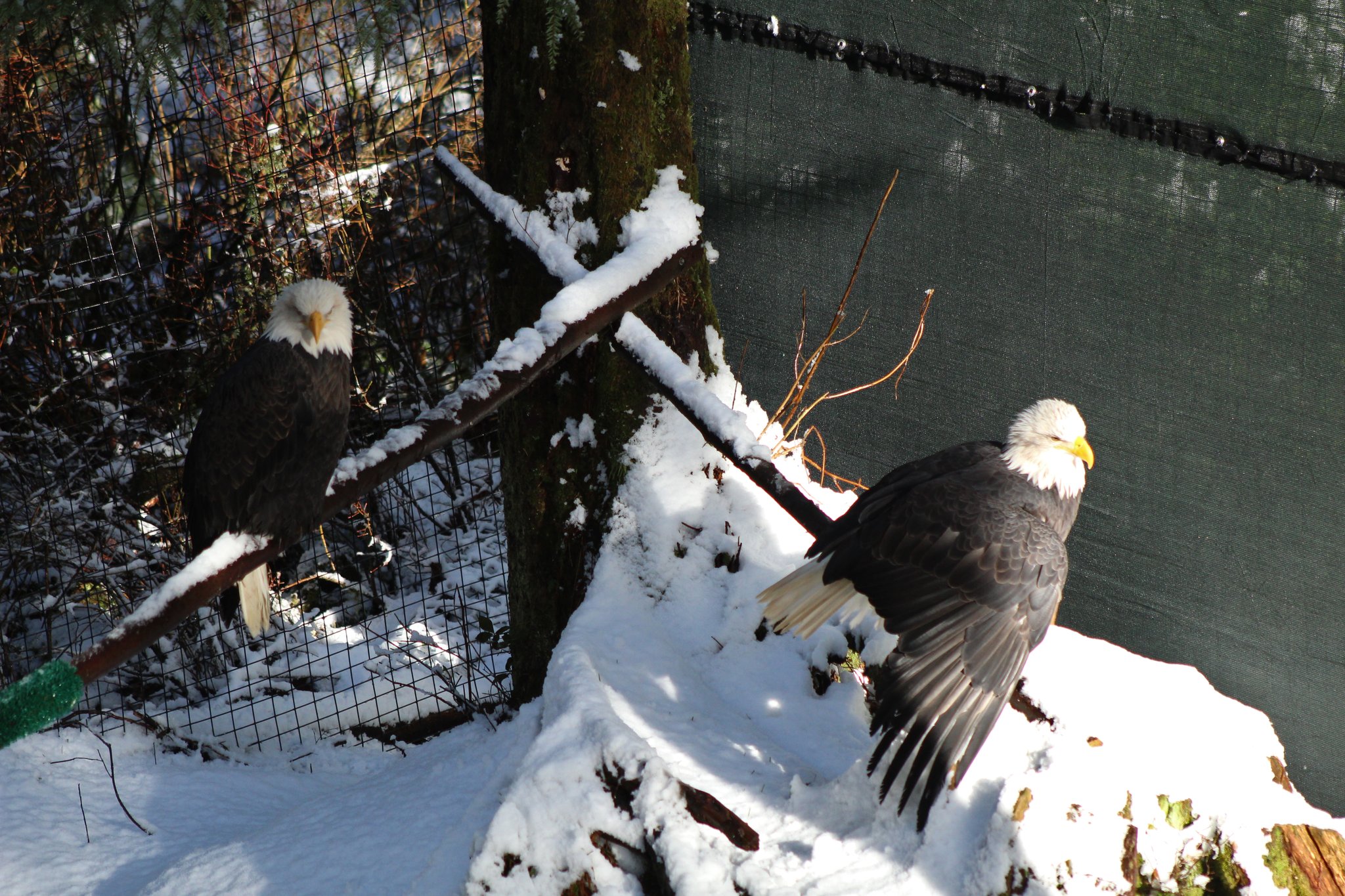 Alaska Raptor Center on Twitter: 