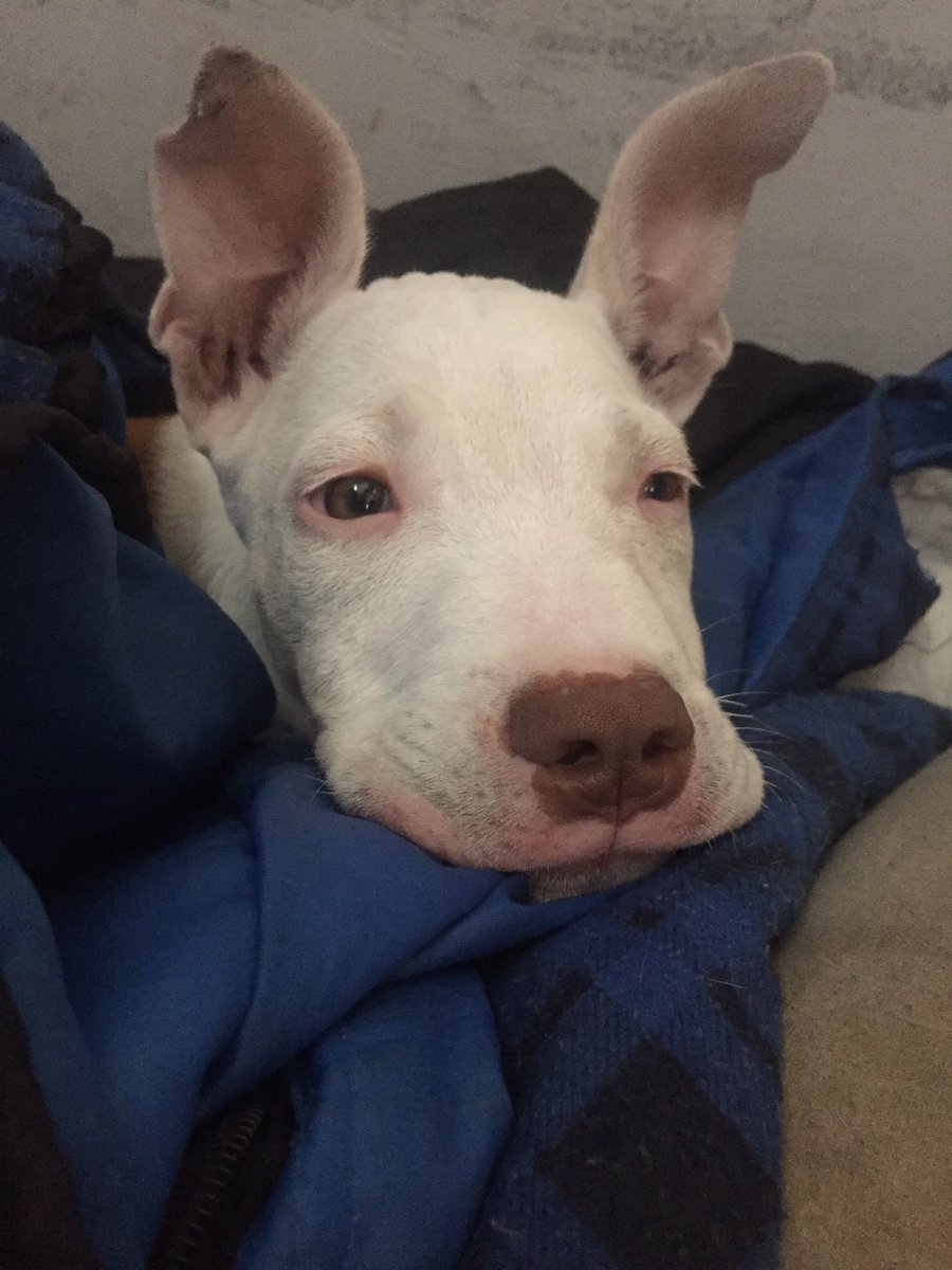 melinaggray's tweet photo. Por favor, ayudenme a difundir, se me está cayendo el mundo a pedazos. Ofrezco 50 mil por mi perrito, solo tiene seis meses. Mi número celular es: 1136393997 y mi teléfono es 42094372 https://t.co/Gy1p6FgHOB